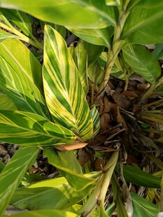 翠绿斑斓叶片植物特写