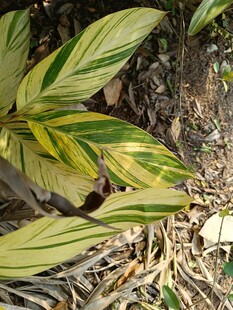 黄绿相间的斑斓植物叶片