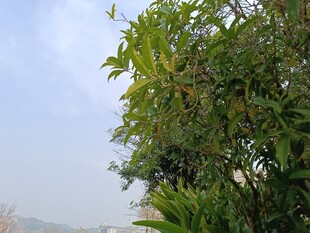 绿叶繁茂的树木景观