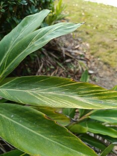 翠绿宽大的植物叶片