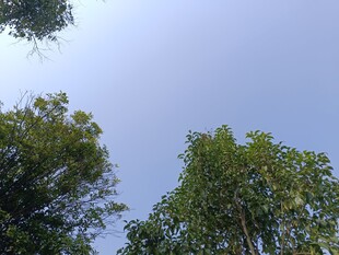 仰视葱郁树木与蓝天