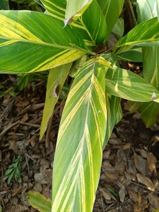 黄绿相间斑纹的独特植物