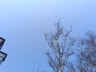 冬日屋檐旁的光秃树木