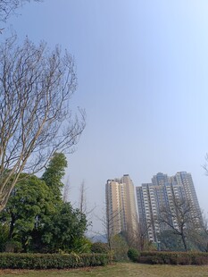 城市旁的绿植与高楼景观