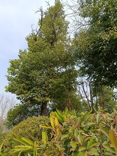 绿意盎然的树木与植被