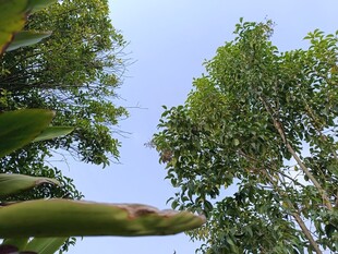 仰视葱郁树木与蓝天