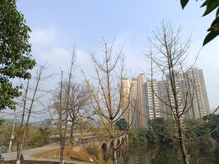 城市中树木与高楼景观