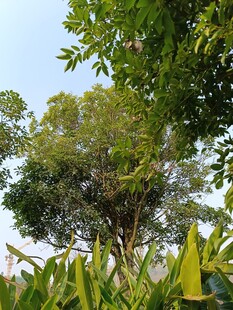 繁茂树林中的生机景象