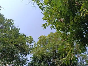 繁茂绿树映蓝天