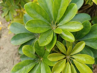 翠绿鹅掌柴叶片特写