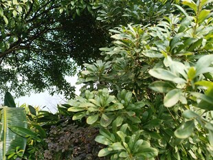 绿叶繁茂的树木景观