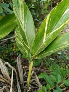 黄绿条纹叶片的绿色植物