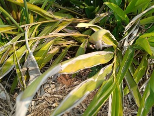 黄绿相间的植物叶片