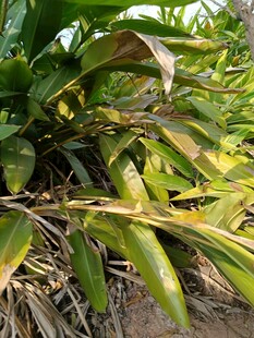 翠绿叶片的特色植物