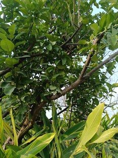 繁茂树枝与绿叶景象