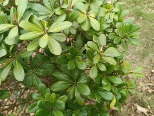 绿叶繁茂的低矮植物