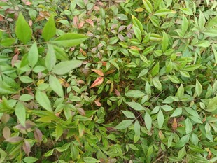 绿叶繁茂的植物景观