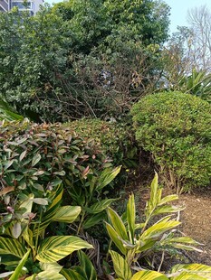 绿意盎然的园林植物景观