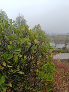 雾中湖畔绿植景观