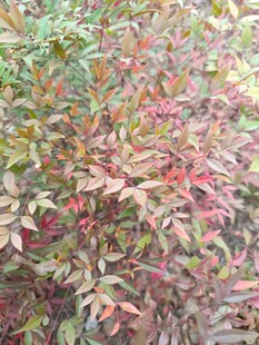 多彩斑斓的植物叶片