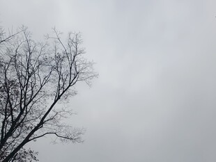 阴天里的光秃树枝