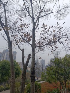 城市中绽放花朵的树木