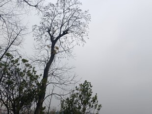 枯树立于灰白天空下