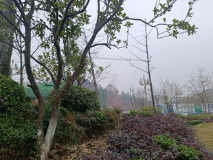 户外园林景观绿植场景