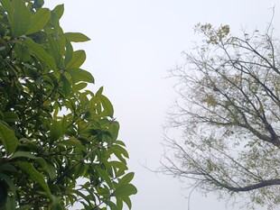 绿叶与光秃树枝对比