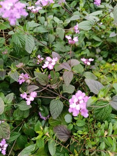 紫色小花绽放绿叶间