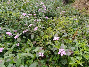 粉色花朵绽放于绿植间