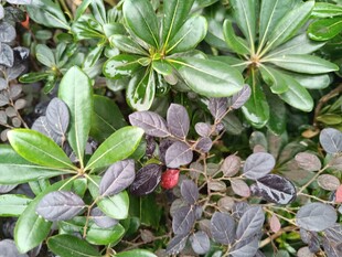 绿叶间的红果植物景观