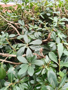 翠绿繁茂的丛生植物