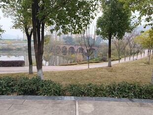 公园林荫步道风景