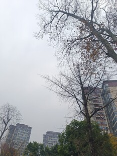 城市中萧瑟的树木与高楼