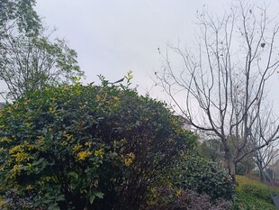 户外绿植与光秃树木景象