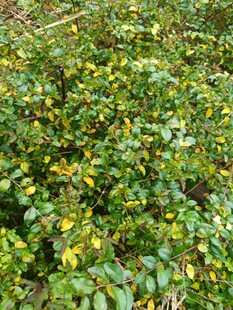 绿叶黄花的繁茂植物景观