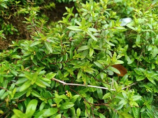 绿叶丛中的红色果实