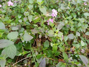 野外绽放的繁茂紫色小花