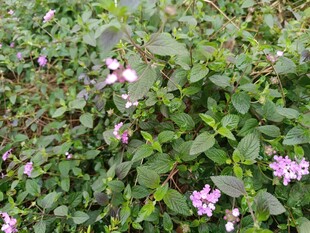 绿叶丛中的粉紫小花