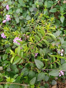 绿叶间的紫色小花