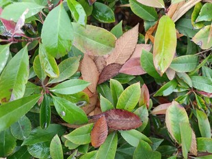 多彩叶片植物特写