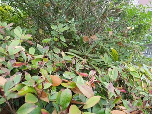 多彩叶片的繁茂植物景观