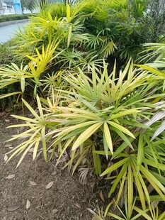 翠绿龙血树植物景观