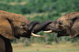 两头大象亲昵互动瞬间