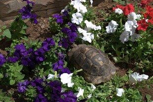 多彩花卉环绕的乌龟