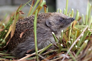 草丛中的小刺猬