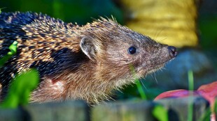 可爱刺猬于绿植间