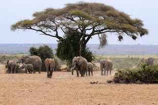 树下群象漫步非洲草原