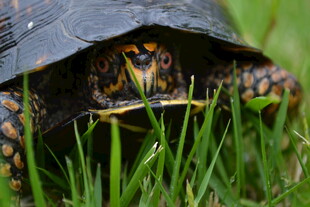 草丛中的彩色花纹乌龟